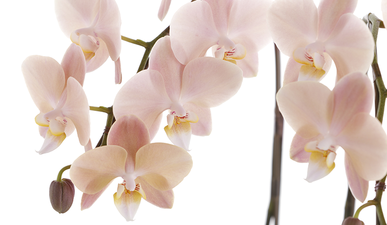 母の日ギフト】ミディ胡蝶蘭 マザーチーク 2本立 | 花・花束を贈るなら