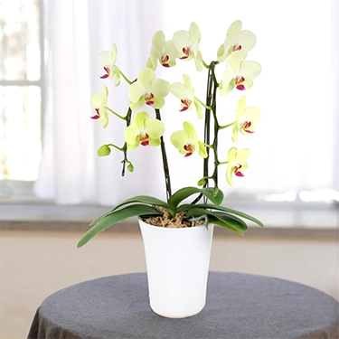 ◾️◾️大至急◾️◾️ 　胡蝶蘭お譲りします 胡蝶蘭の鉢植え [GP4] - $250.00 : SENKA International Inc.|日本向け
