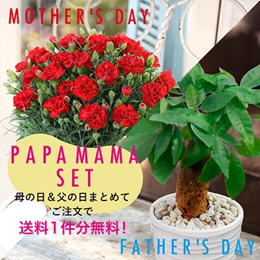 送料1件無料【パパママセット】カーネーション レッド＆パキラ 白陶器