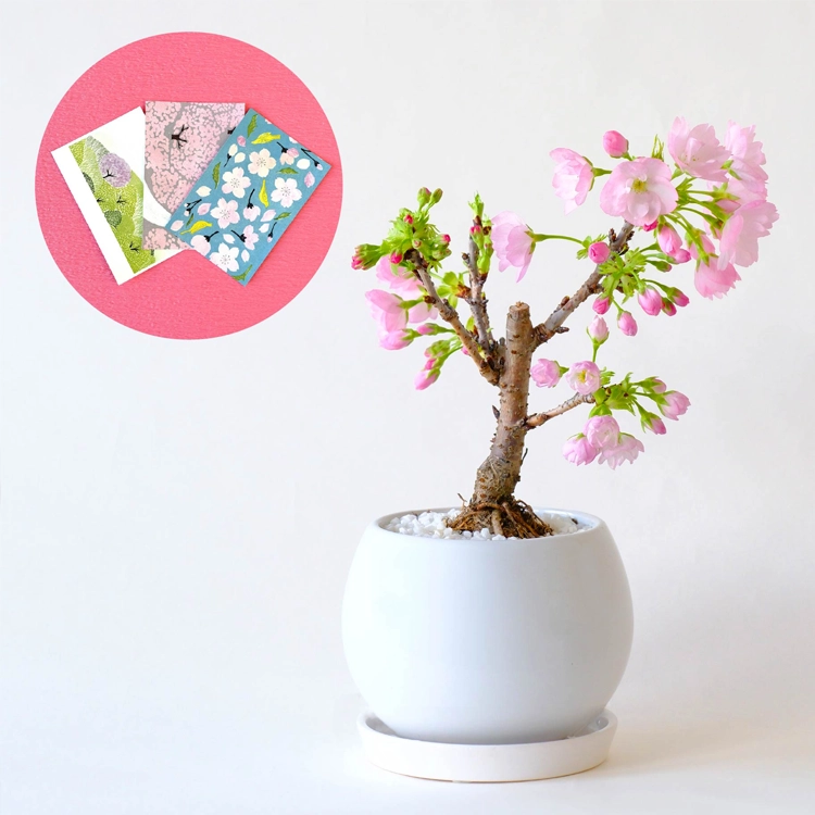 桜「旭山」鉢植え | 花・花束を贈るなら第一園芸オンラインショップ