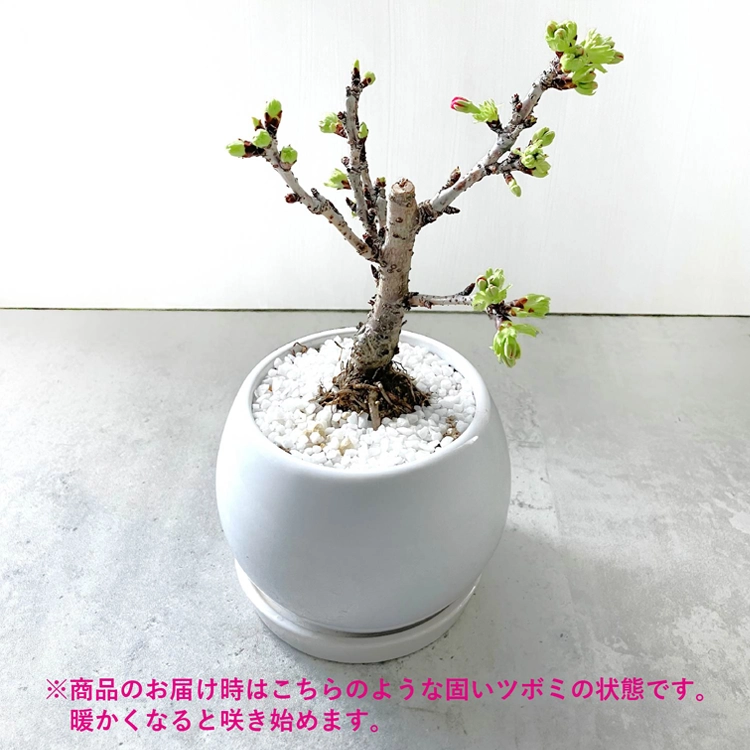 桜「旭山」鉢植え | 花・花束を贈るなら第一園芸オンラインショップ