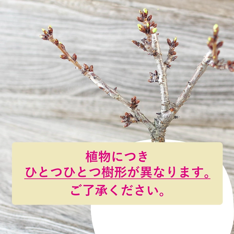 桜「旭山」鉢植え | 花・花束を贈るなら第一園芸オンラインショップ