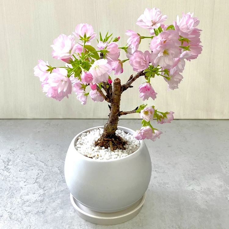 桜「旭山」鉢植え | 花・花束を贈るなら第一園芸オンラインショップ