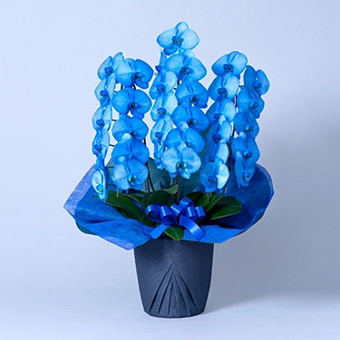 パープル・ブルー系のお花・花束・フラワーアレンジメント | 花・花束