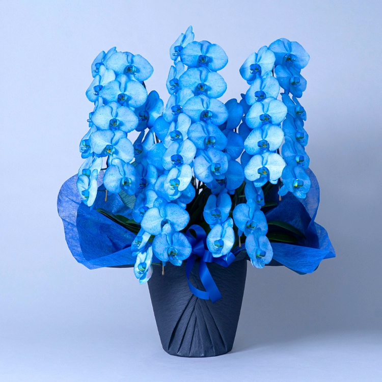 【美品•上質】青緑色•胡蝶蘭柄の袋帯♪ カラー胡蝶蘭（染め）青 5本立 | 花・花束を贈るなら第一園芸