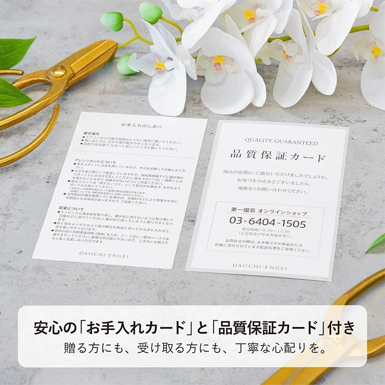 特選胡蝶蘭 白 7本立 | 花・花束を贈るなら第一園芸オンラインショップ