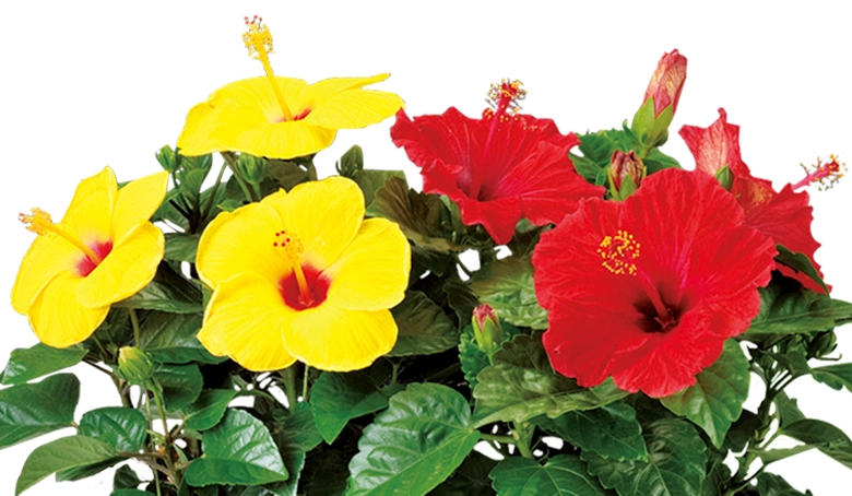 ハイビスカス デュオ イエロー＆レッド | 花・花束を贈るなら第一園芸