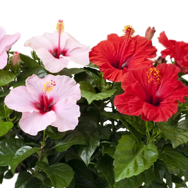 【ハイビスカス様限定①テーブル大】 ハイビスカス デュオ ピンク＆レッド | 花・花束を贈るなら第一園芸