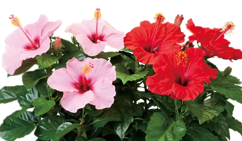 【ハイビスカス様限定①テーブル大】 ハイビスカス デュオ ピンク＆レッド | 花・花束を贈るなら第一園芸