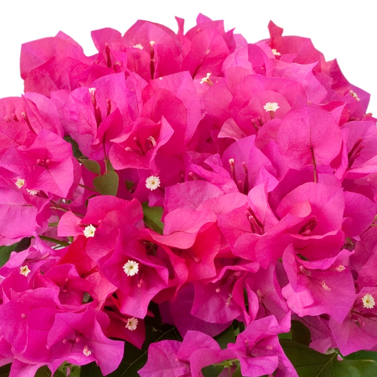 ブーゲンビリア レッド | 花・花束を贈るなら第一園芸オンラインショップ