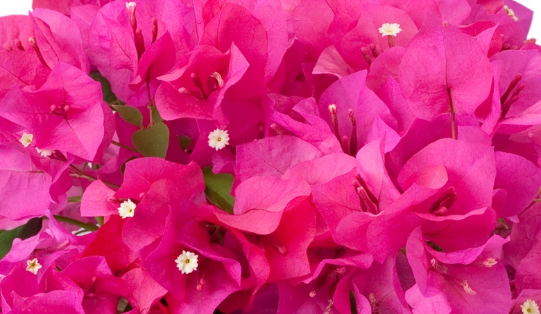 ブーゲンビリア レッド | 花・花束を贈るなら第一園芸オンラインショップ