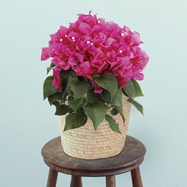 ブーゲンビリア レッド | 花・花束を贈るなら第一園芸オンラインショップ