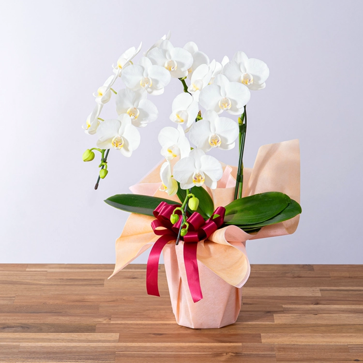 ミディ胡蝶蘭「スーパーアマビリス」2本立ち | 花・花束を贈るなら第一