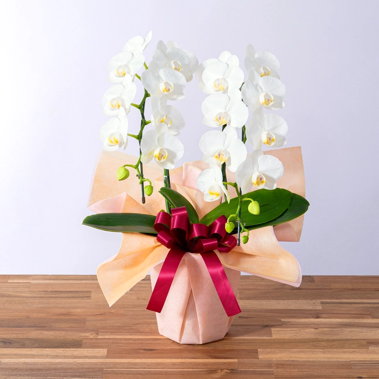 ミディ胡蝶蘭「スーパーアマビリス」2本立ち | 花・花束を贈るなら第一