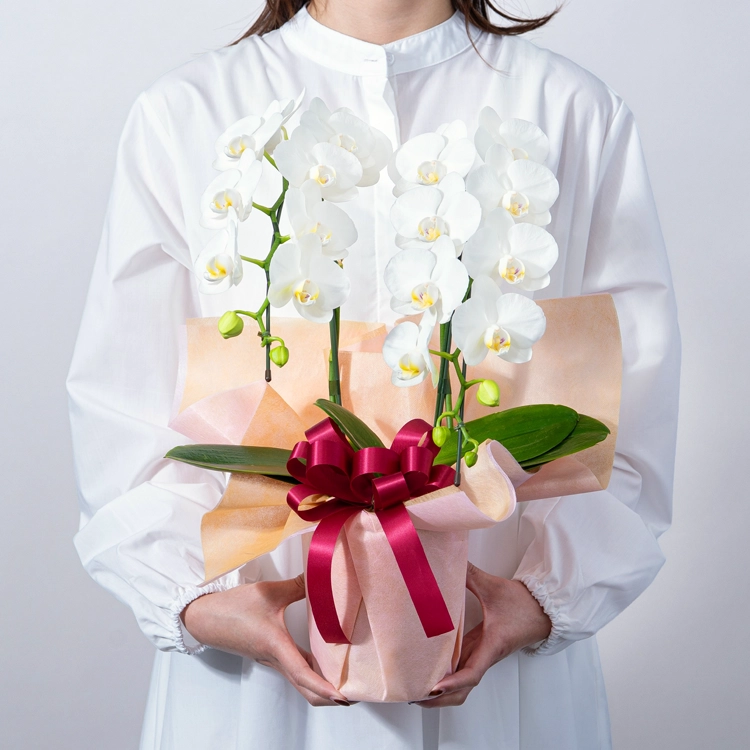 ミディ胡蝶蘭「スーパーアマビリス」2本立ち | 花・花束を贈るなら第一