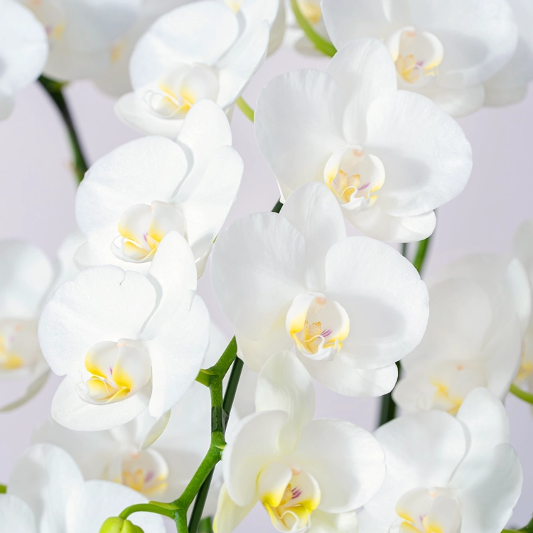 ミディ胡蝶蘭「スーパーアマビリス」2本立ち | 花・花束を贈るなら第一
