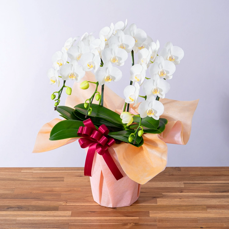 ミディ胡蝶蘭「スーパーアマビリス」3本立ち | 花・花束を贈るなら第一