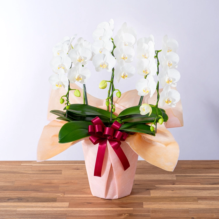 ミディ胡蝶蘭「スーパーアマビリス」3本立ち | 花・花束を贈るなら第一