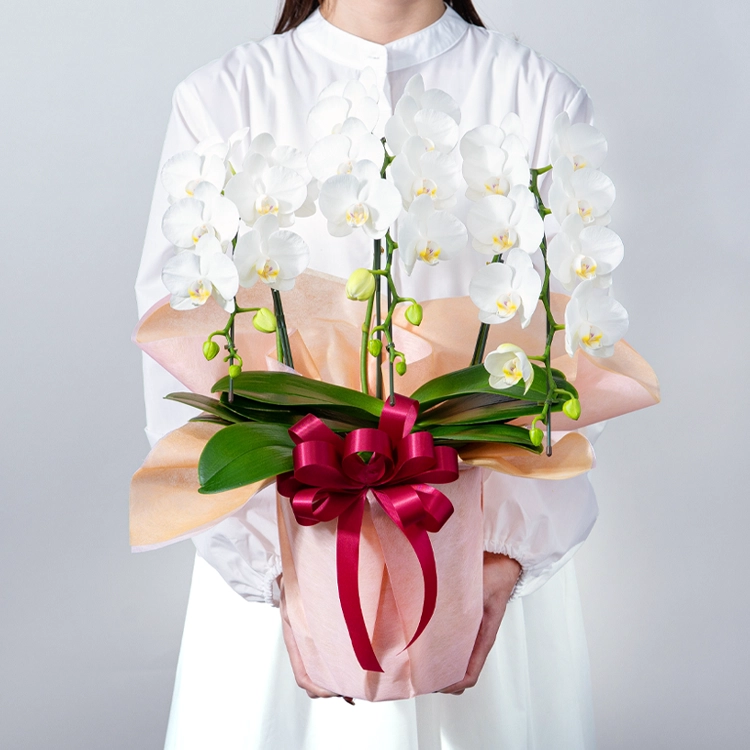 ミディ胡蝶蘭「スーパーアマビリス」3本立ち | 花・花束を贈るなら第一