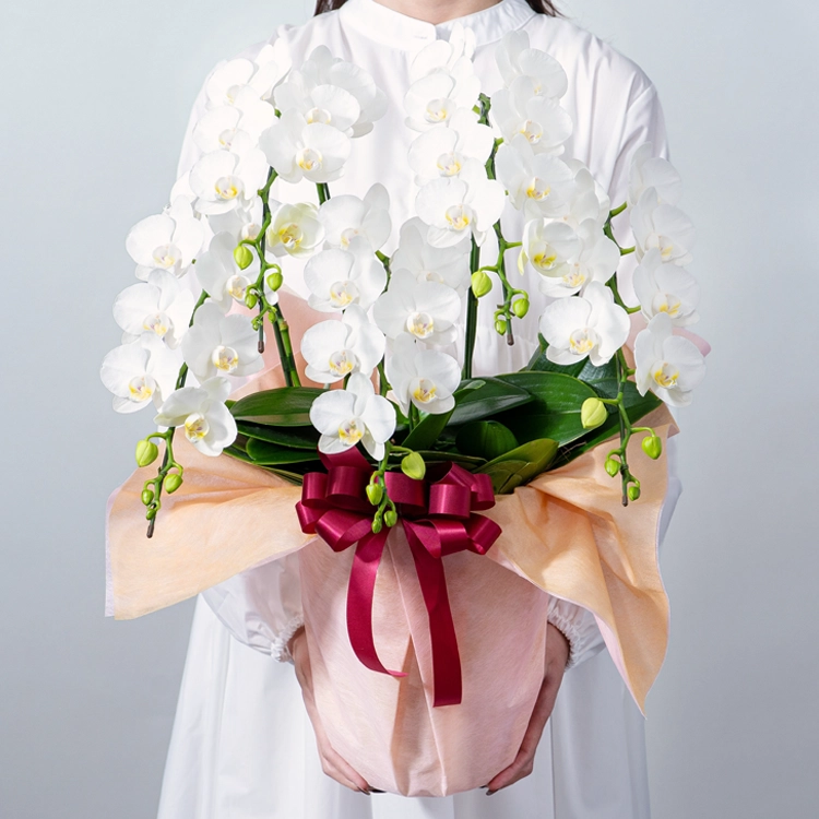 ミディ胡蝶蘭「スーパーアマビリス」5本立ち | 花・花束を贈るなら第一