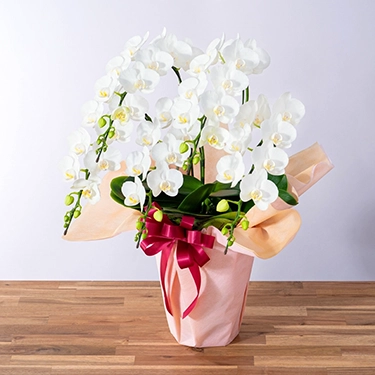 ミディ胡蝶蘭「スーパーアマビリス」5本立ち | 花・花束を贈るなら第一