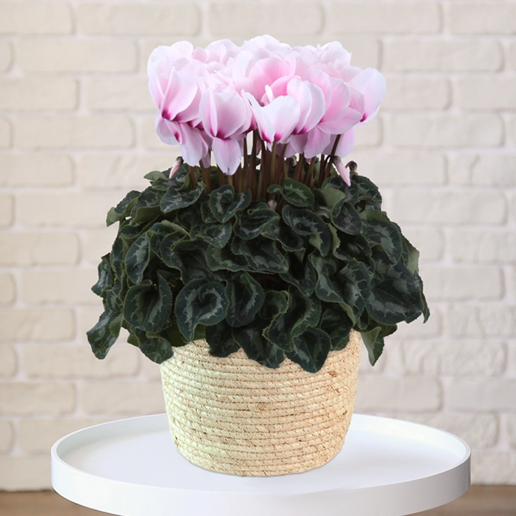 シクラメン　リスト　6号