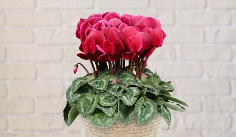 定番に飽きた方へ｜お歳暮に喜ばれるおすすめの花ギフト3選