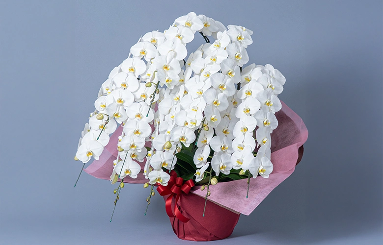 Flower Meister 白い胡蝶蘭 箱入り Flower Meister 白い胡蝶蘭 箱入り 胡蝶蘭 白 1本立ち10輪程度 生花
