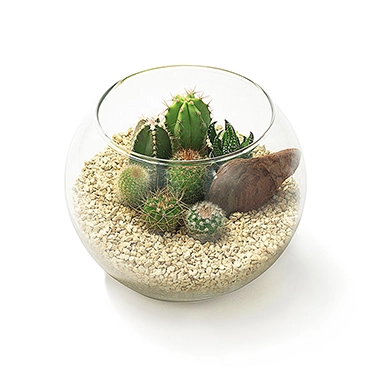 ベンジャミン 陶器鉢植え | 花・花束を贈るなら第一園芸オンラインショップ