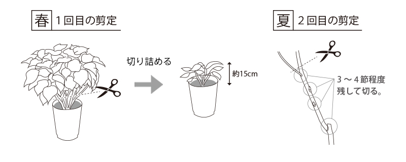 ポインセチアの育て方・お手入れ方法