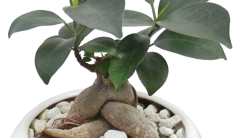 ガジュマルの育て方・お手入れ方法