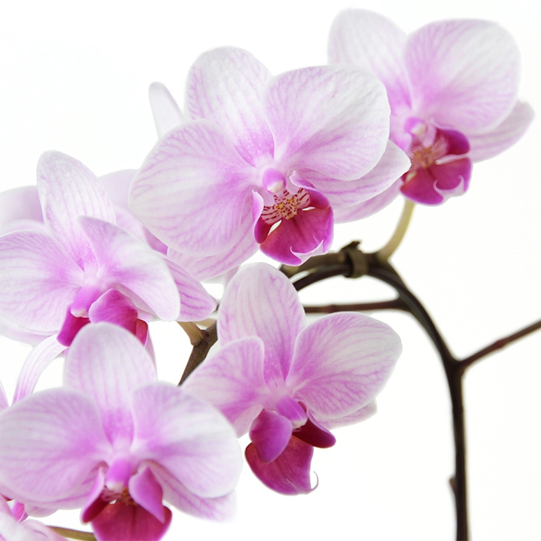 ミディ胡蝶蘭「ランラン」2本立ち 4号鉢 | 花・花束を贈るなら第一園芸