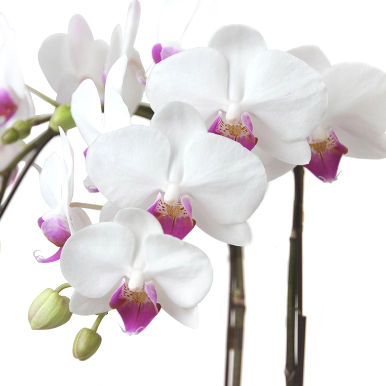 ミディ胡蝶蘭「ユミ」3本立ち 6号鉢 | 花・花束を贈るなら第一園芸