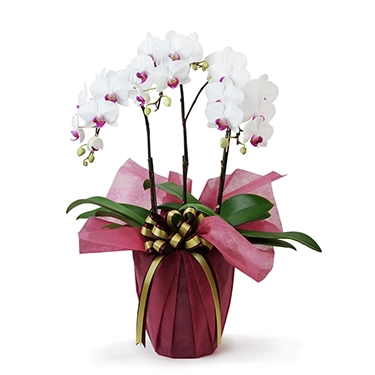 SNA_YUM3_WRs_1.webp