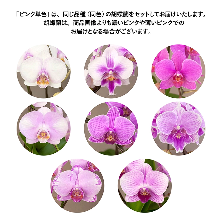 シェアプランツ 胡蝶蘭 ピンク単色 M7
