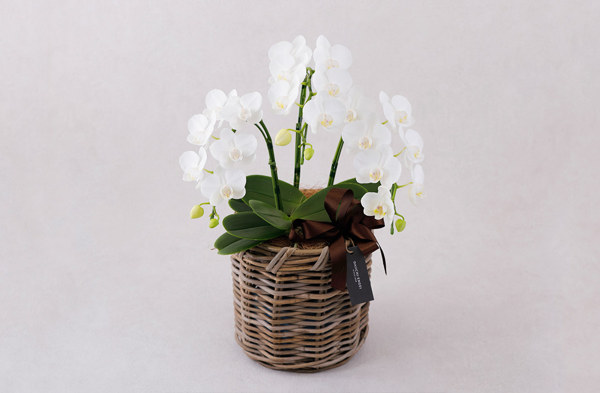 ミディ胡蝶蘭3本立 寄せ植えラウンドバスケット | お花を贈るなら第一園芸オンラインショップ