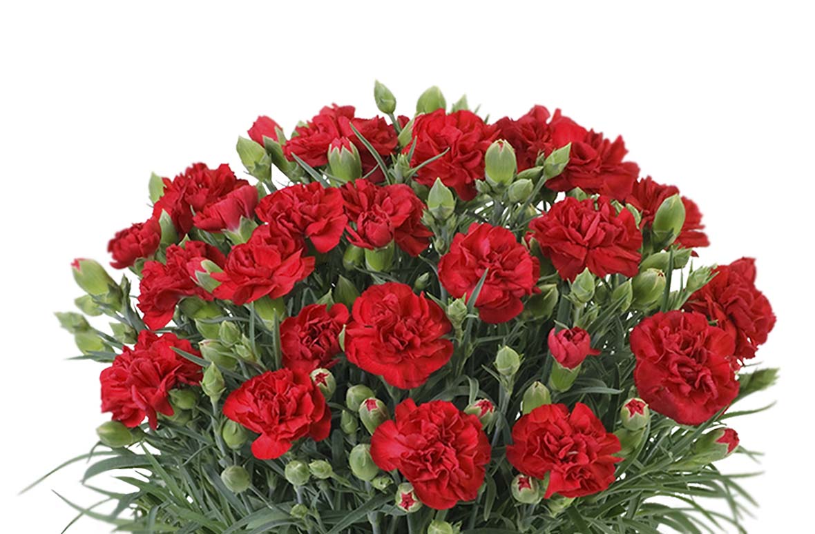 カーネーション 赤 | お花を贈るなら第一園芸オンラインショップ